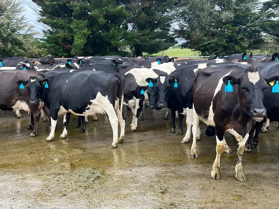 Tagged Friesian cows in a yard ready for inspection