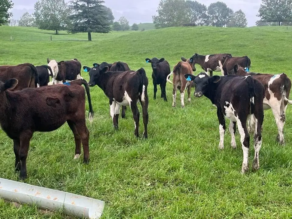 Group of well grown Friesian cross heifer calves