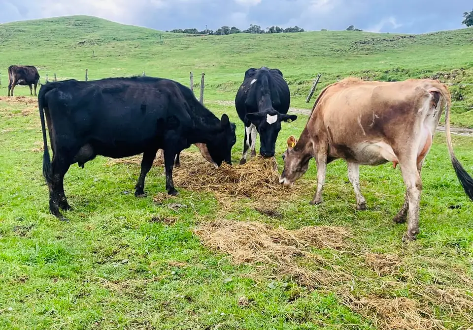 Jersey and black cows feeding on hay in the paddock
